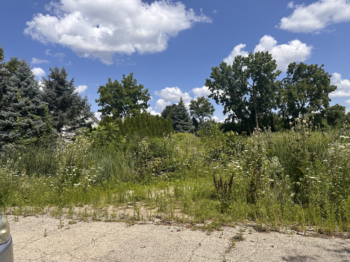 a view of a bunch of trees