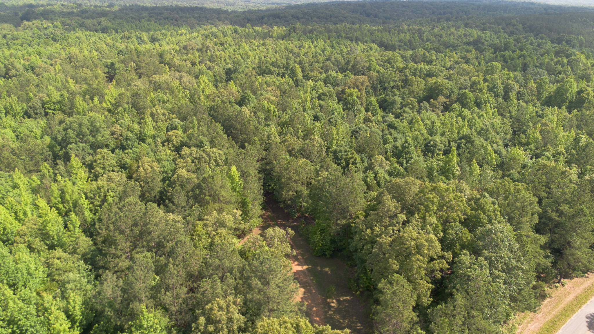 a view of a forest with a street