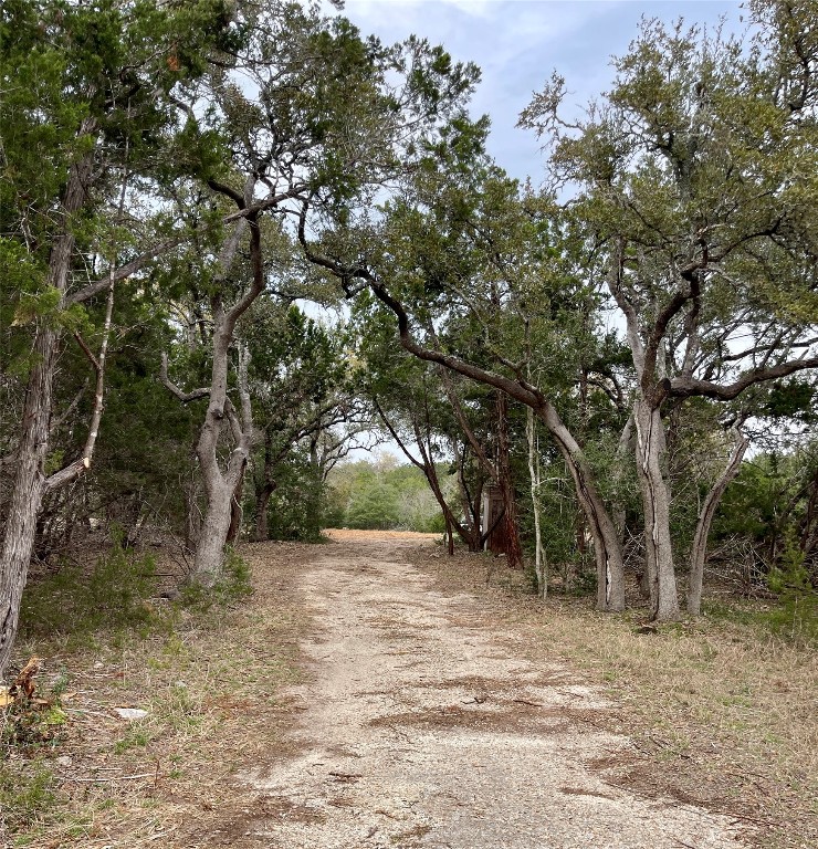 a view of a trees with a tree in the background