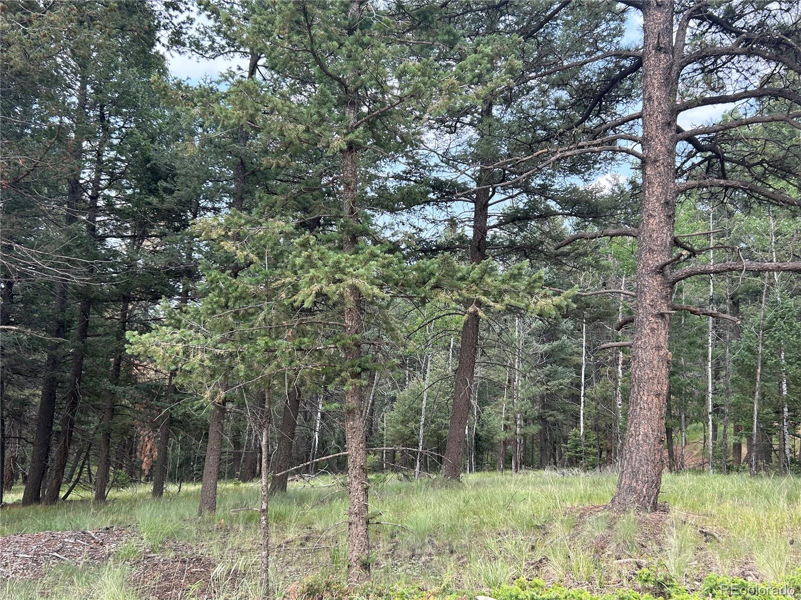 a backyard of a house with lots of trees