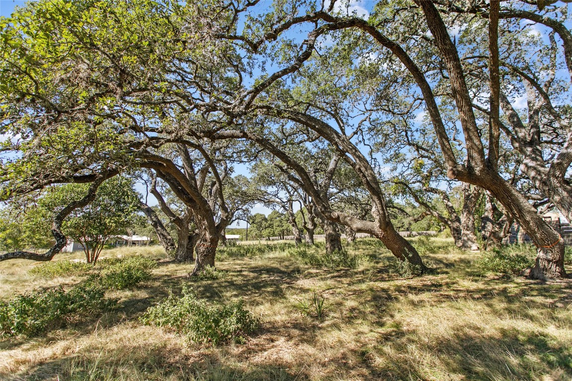 a view of tree