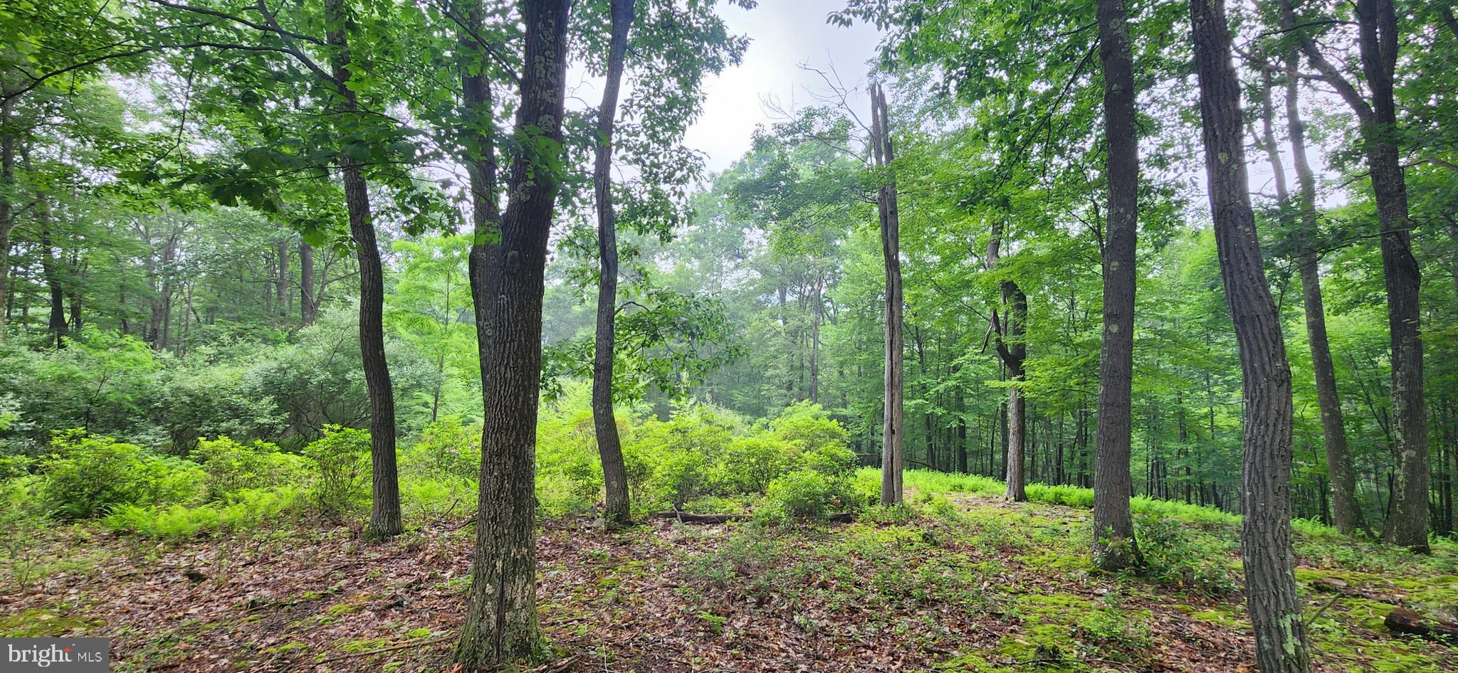 a view of forest