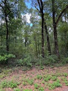 a view of a forest with trees