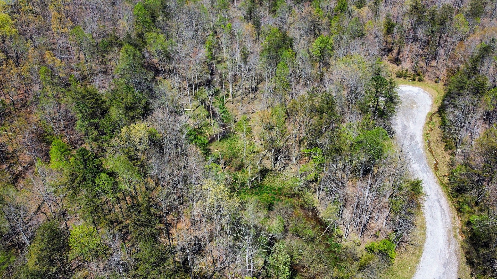 a view of a forest with a tree