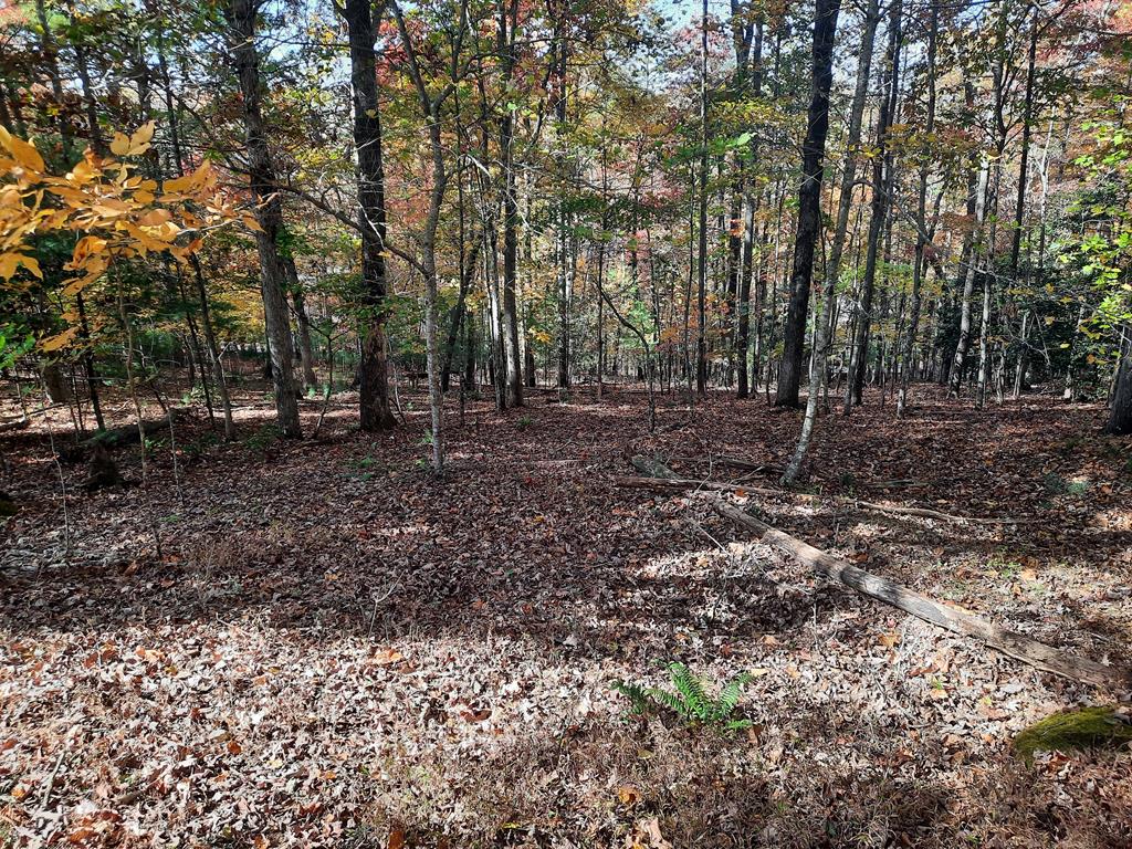 a view of a yard with lots of trees