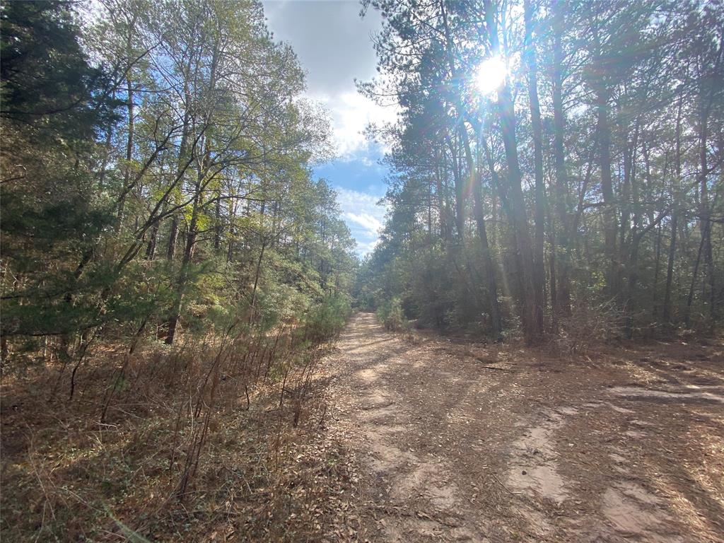 a view of a forest with trees in the background