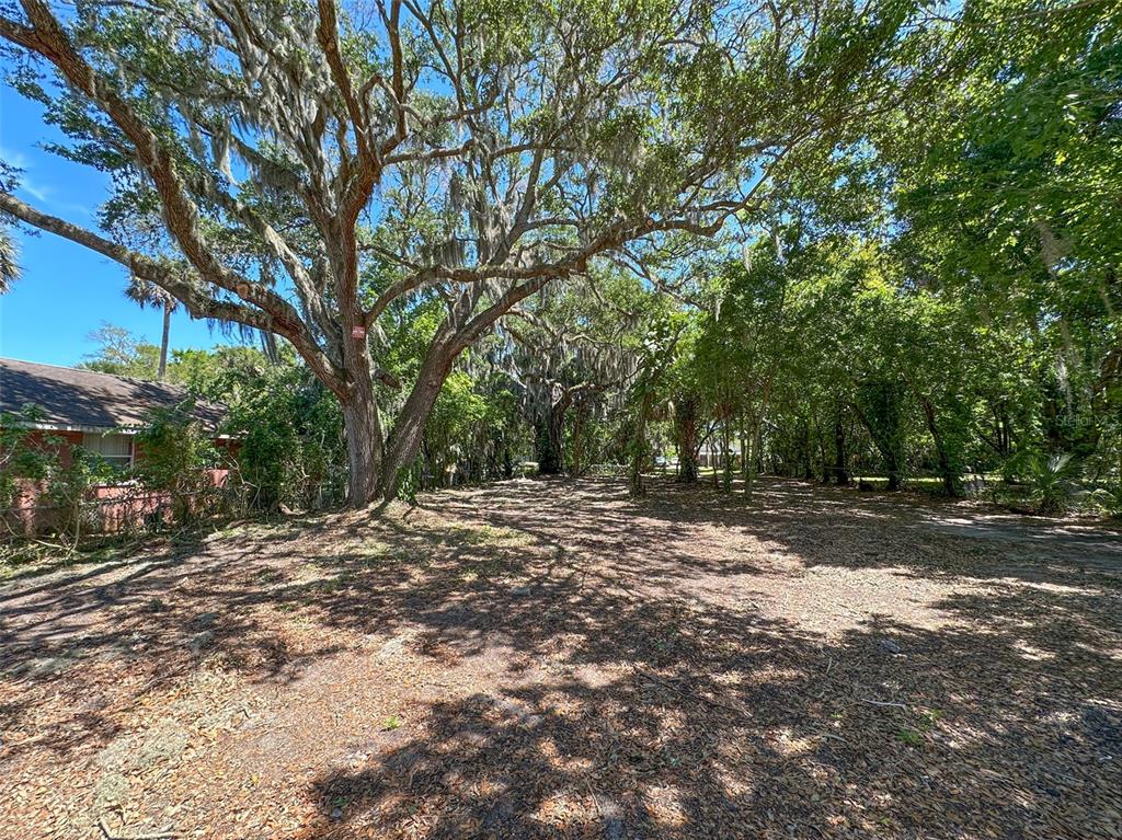 a view of a tree in the middle of a yard