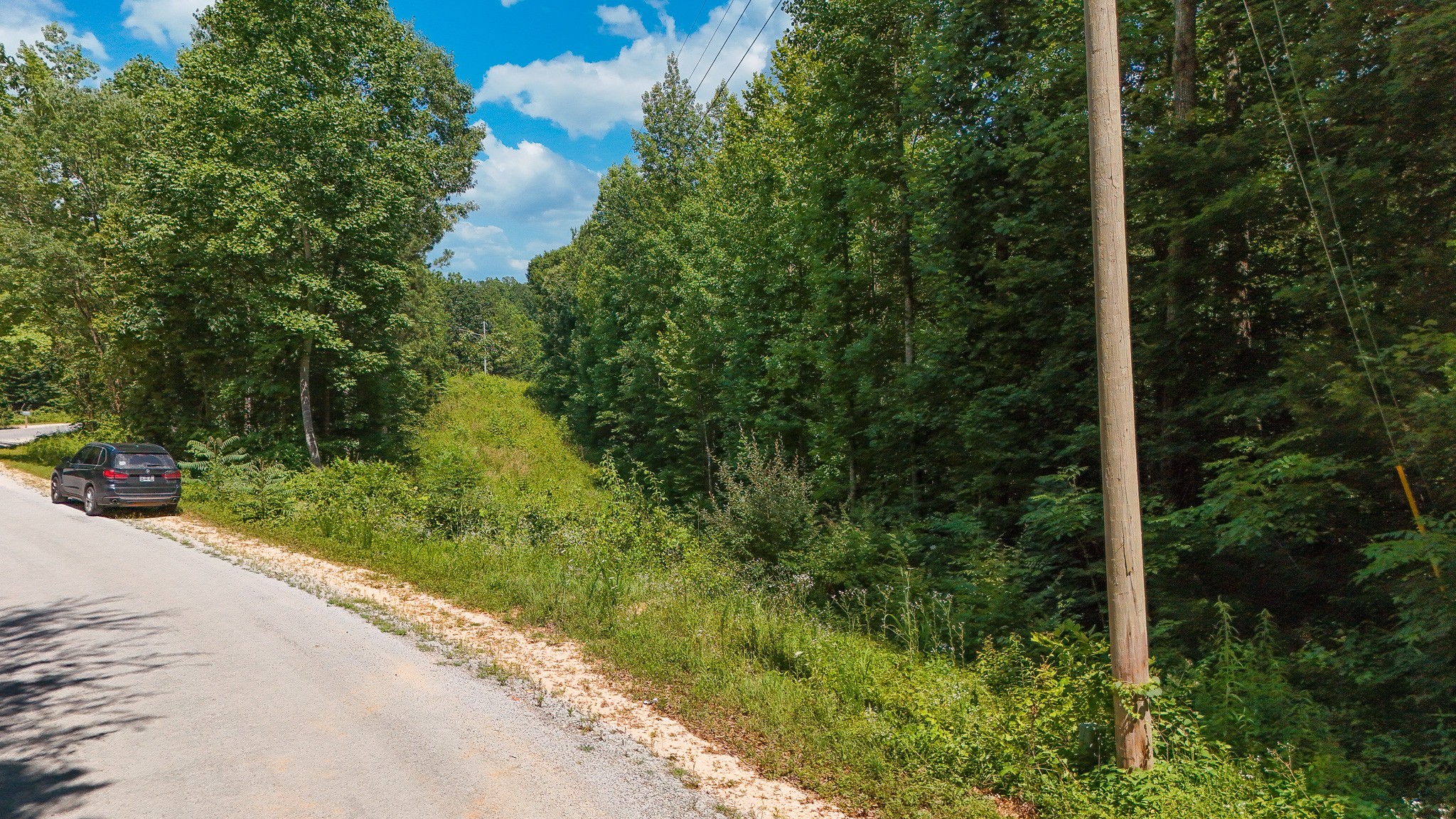 a view of a road with plants and a large trees