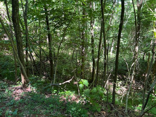 a view of a green field with lots of bushes