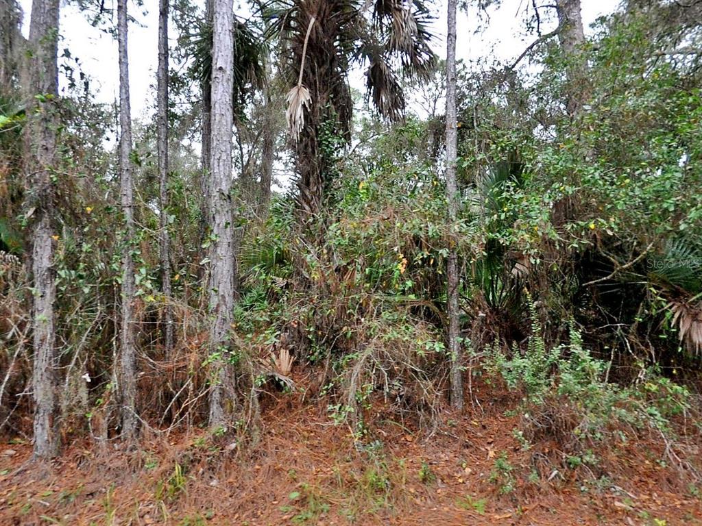 a view of a yard with plants and trees