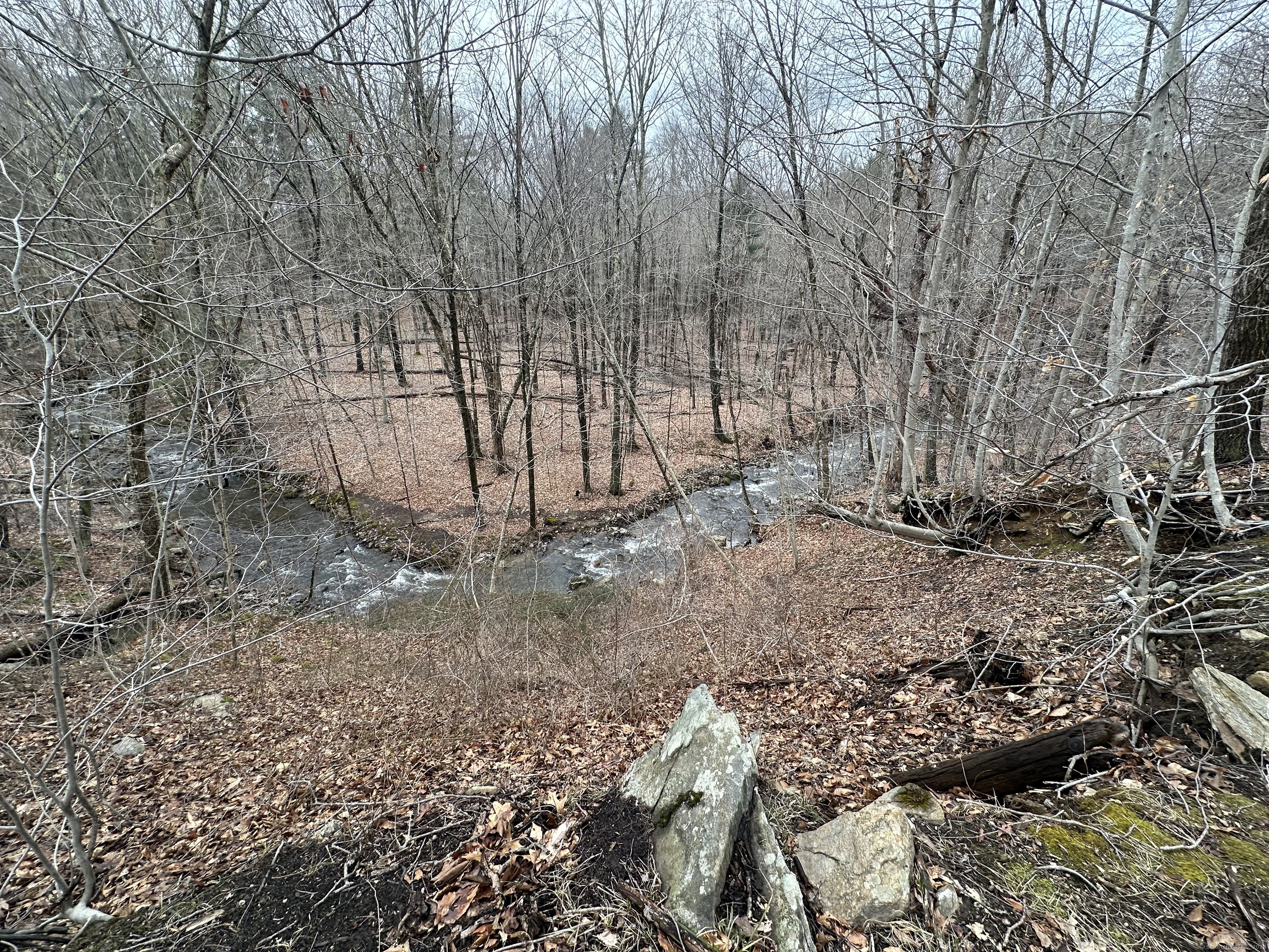 a view of a backyard with large trees