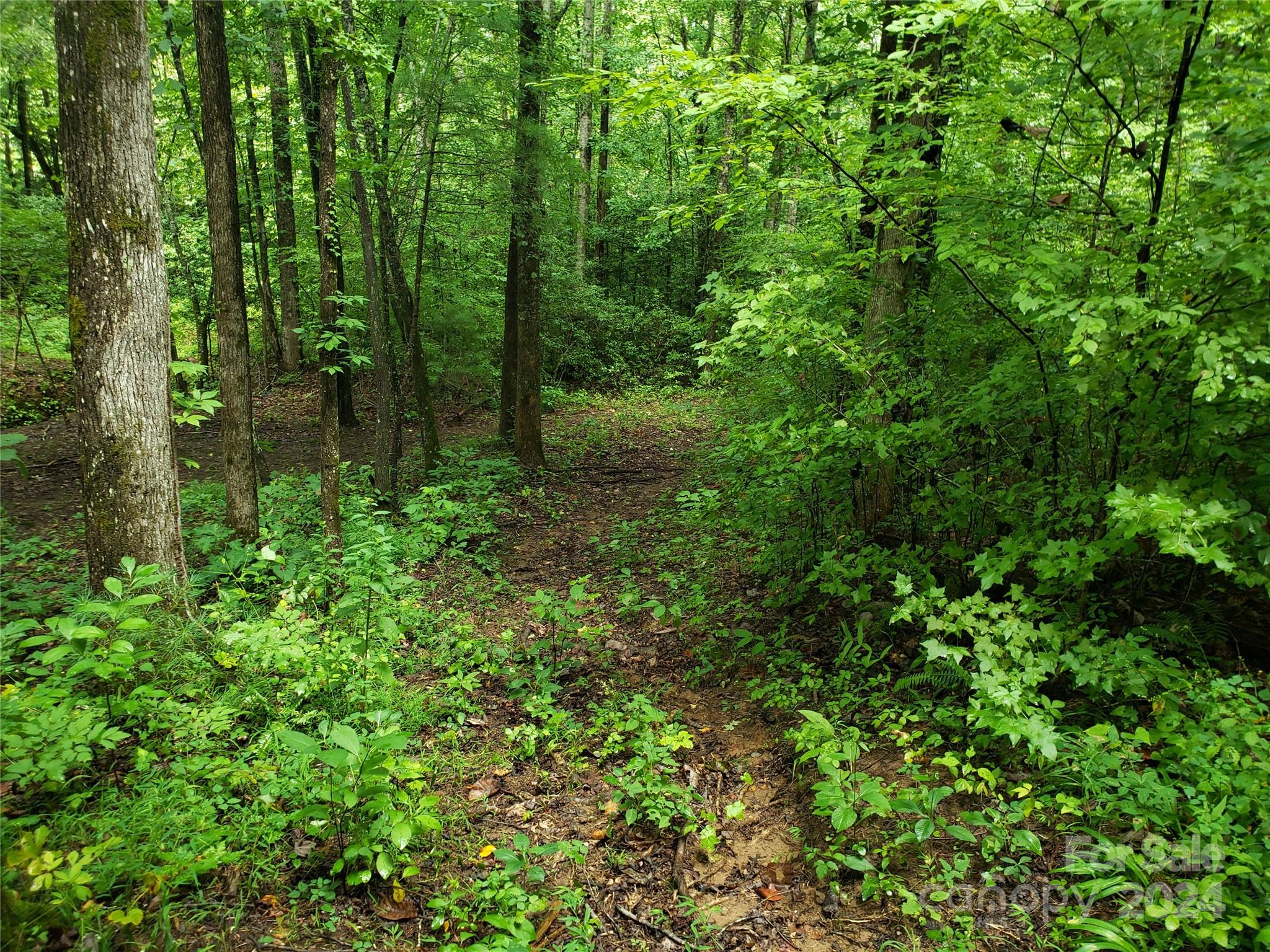 a view of a forest with a street