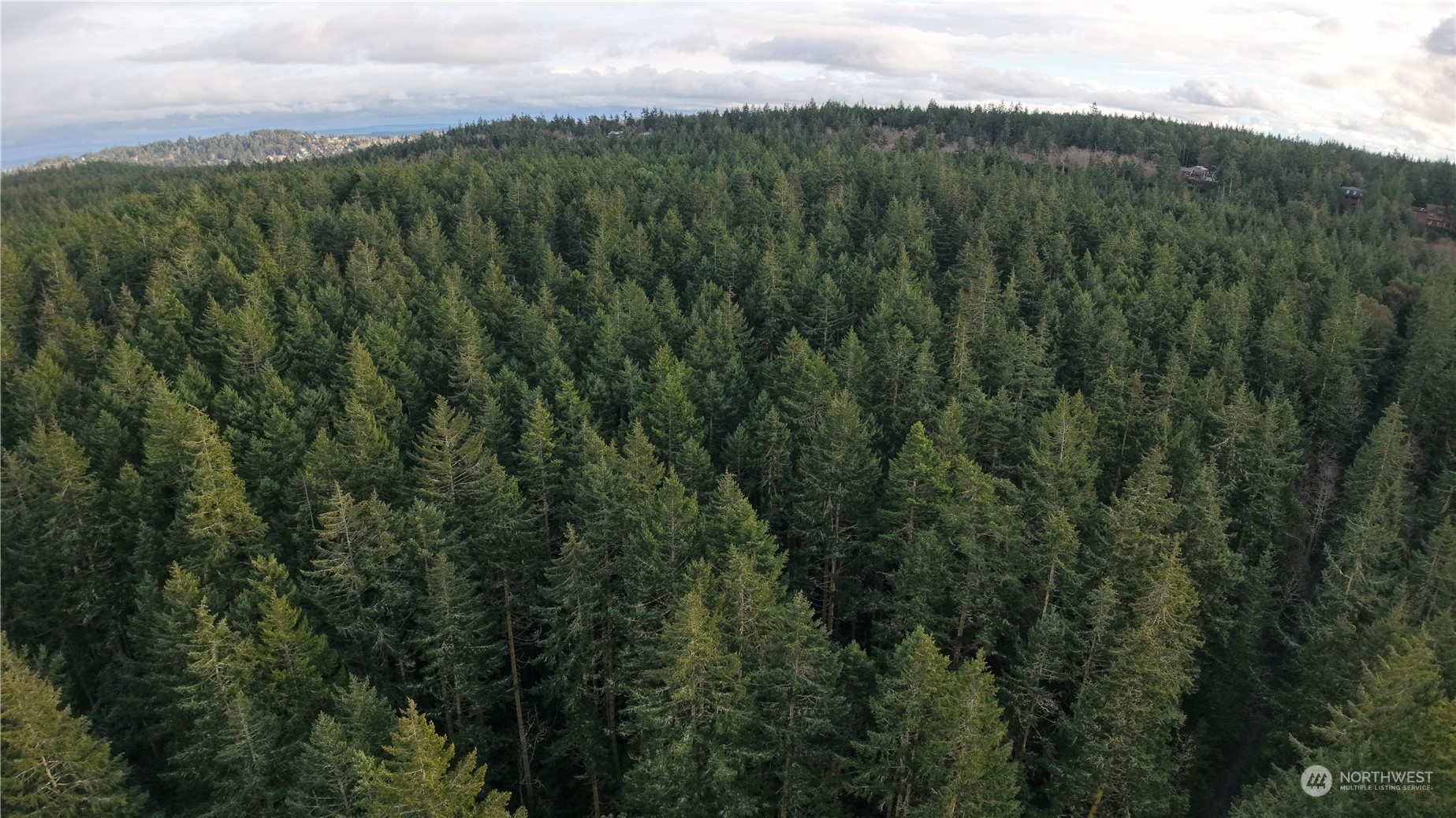 a view of a lush green forest with a mountain