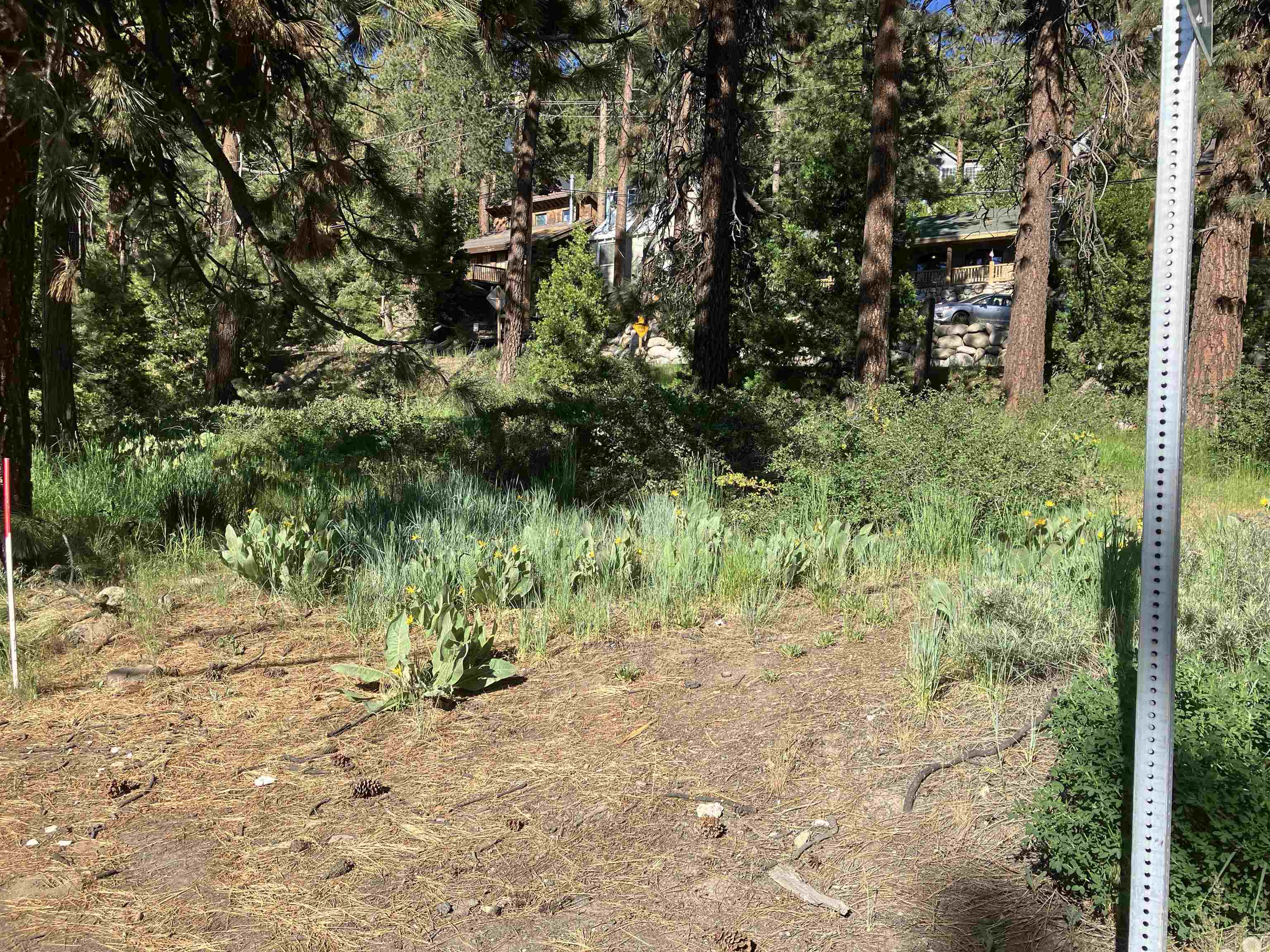 a view of a yard with plants and large trees