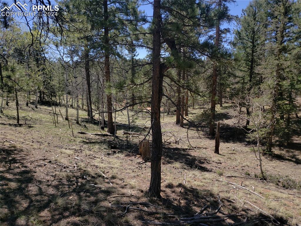 a view of a forest filled with trees