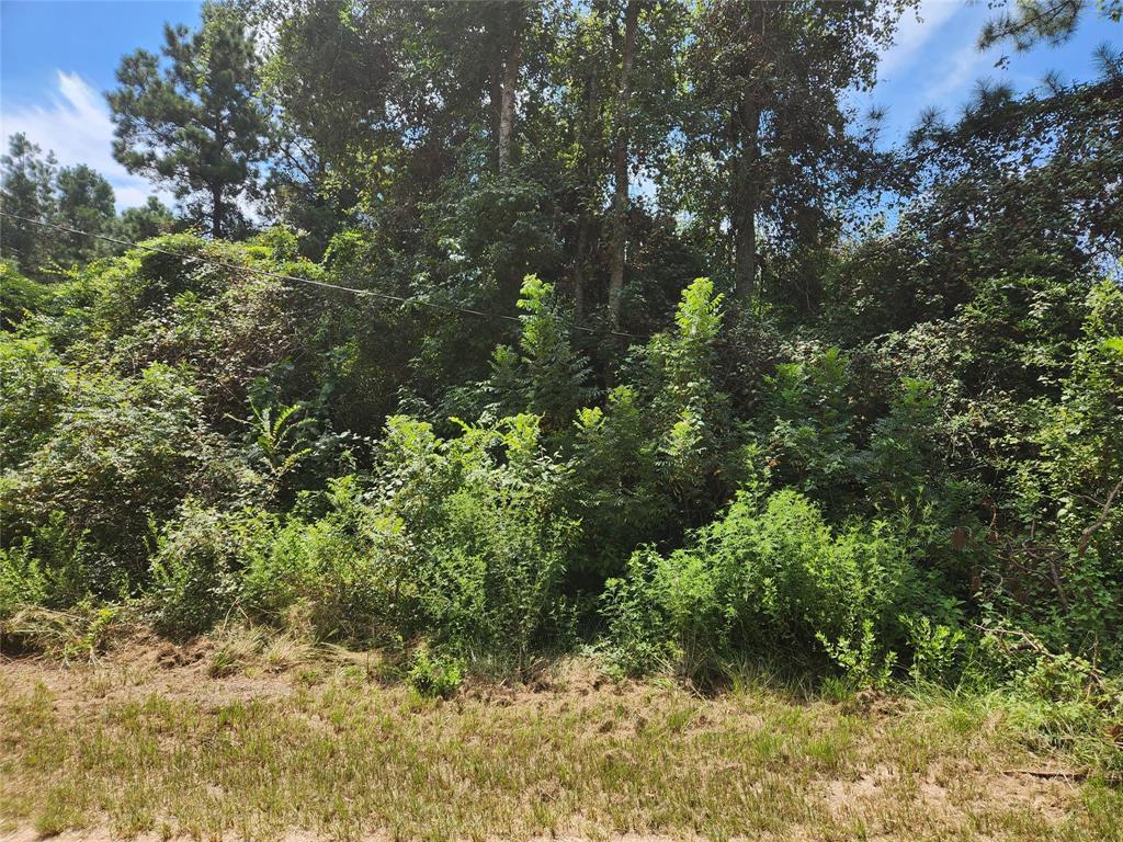 a view of a tree with lots of bushes