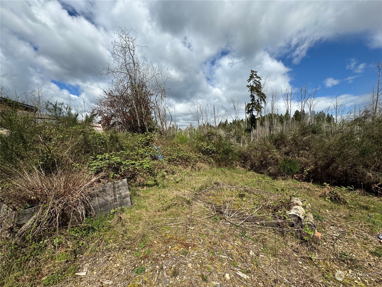 a view of a field with plants and trees