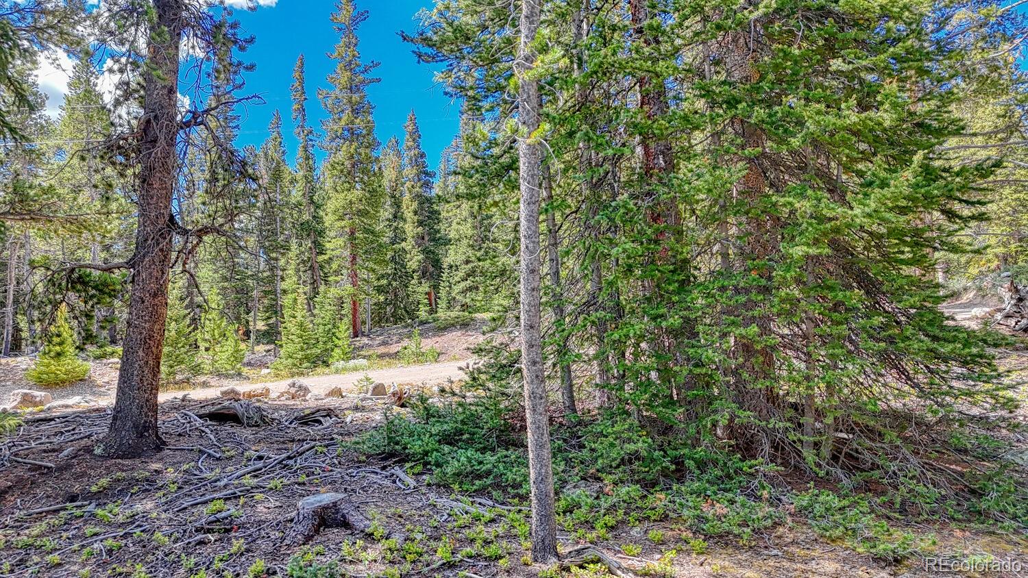 a view of a forest that has large trees