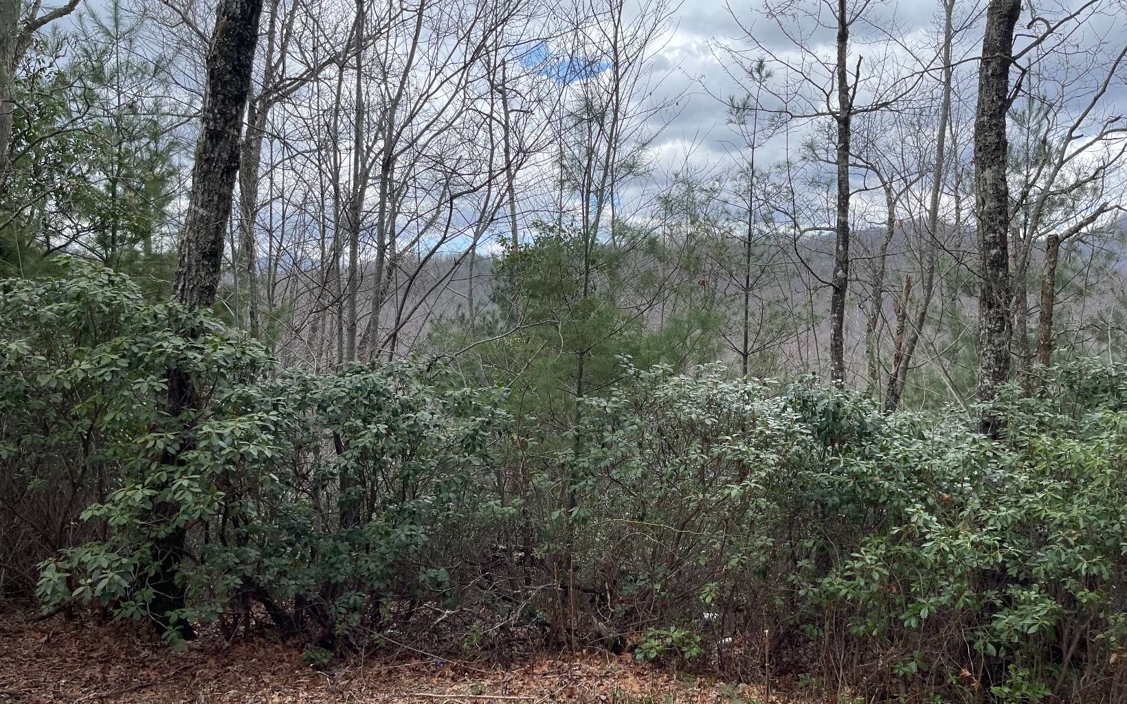 a view of a forest covered with trees