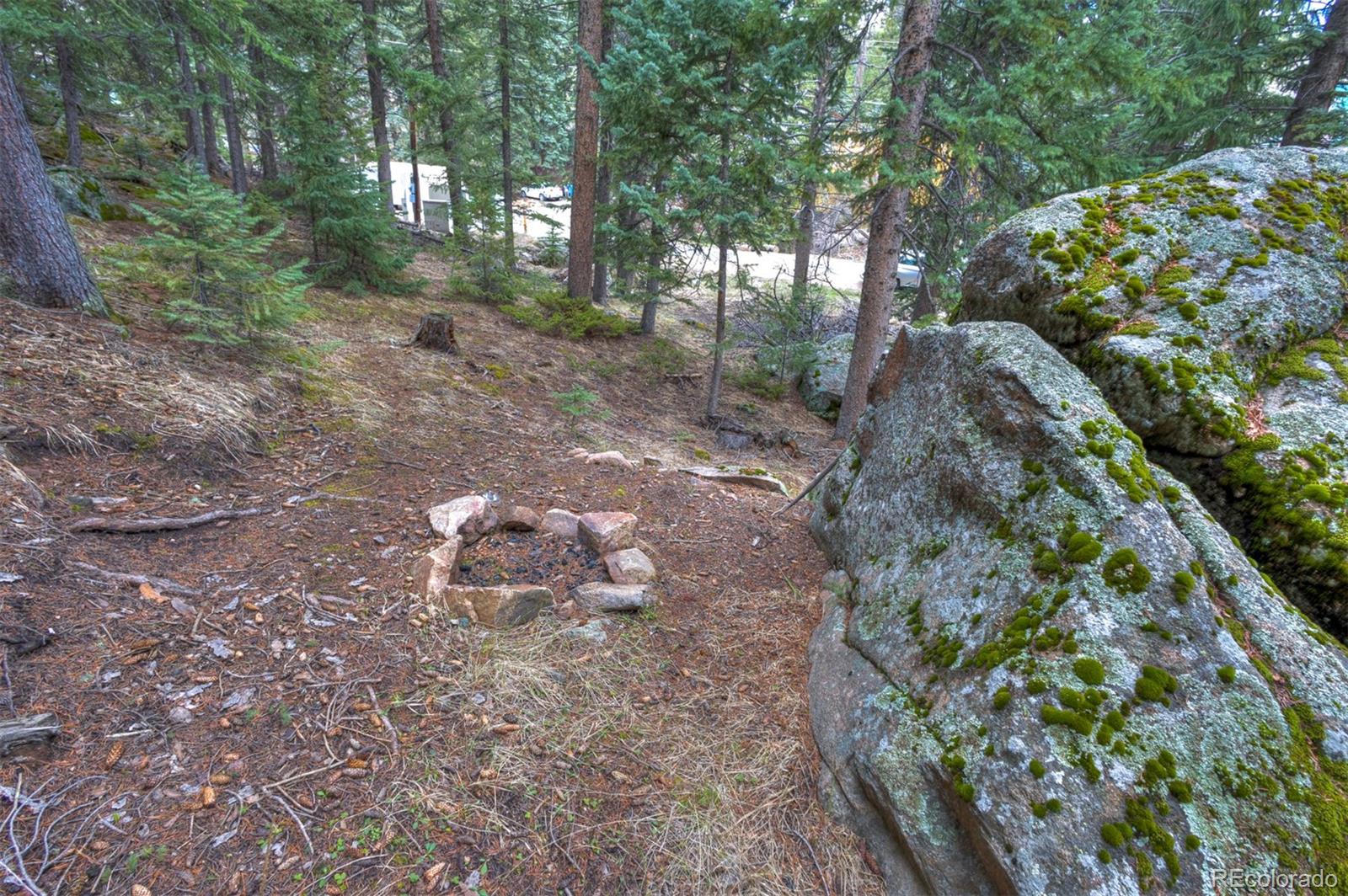 a view of a forest with trees in the background