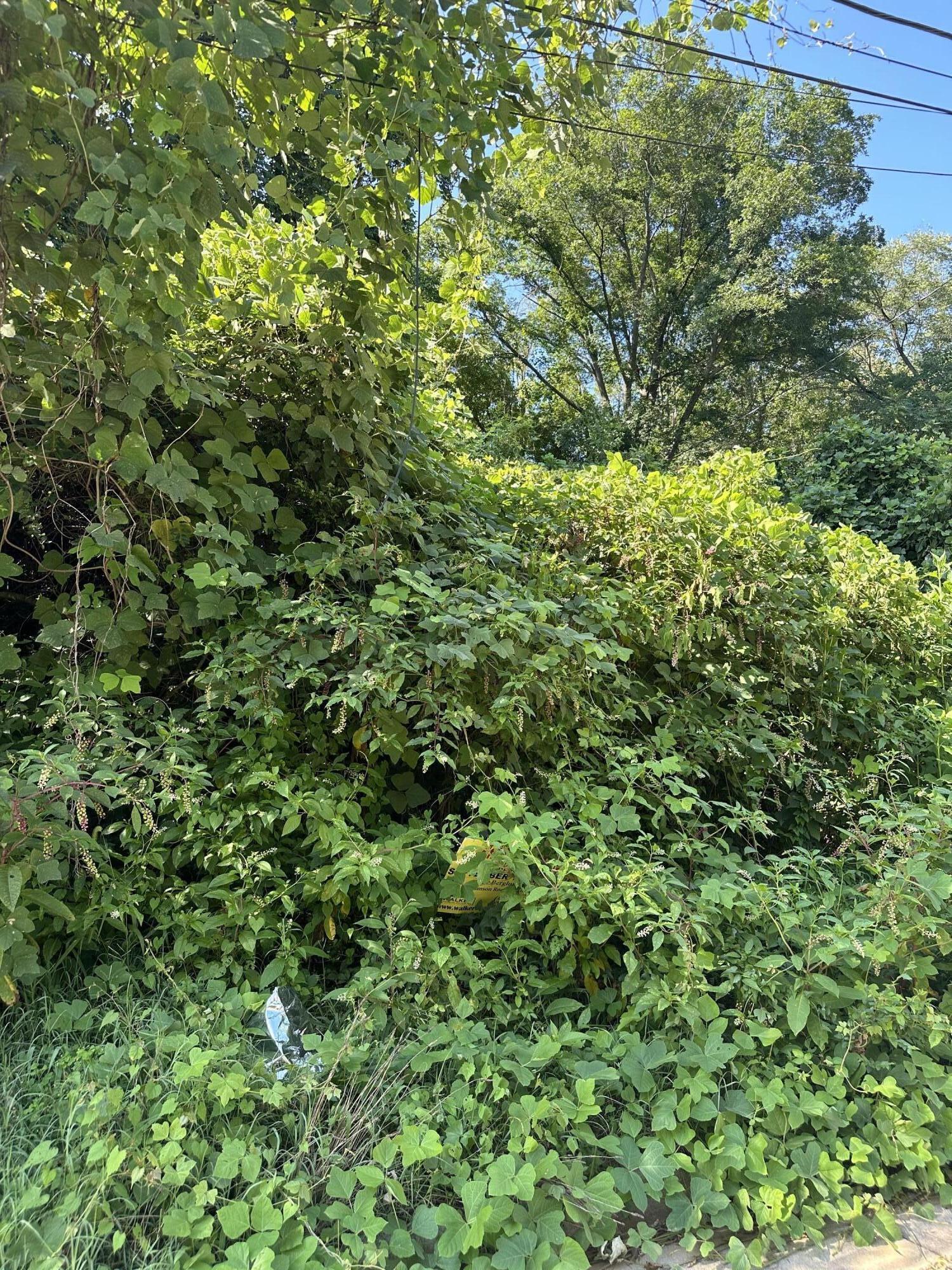 a view of a lush green forest