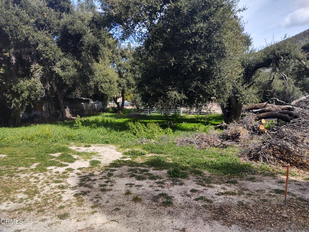 a view of a park with large trees