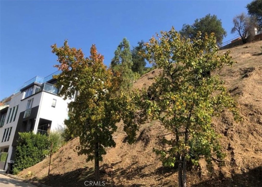 a view of a tree in a yard