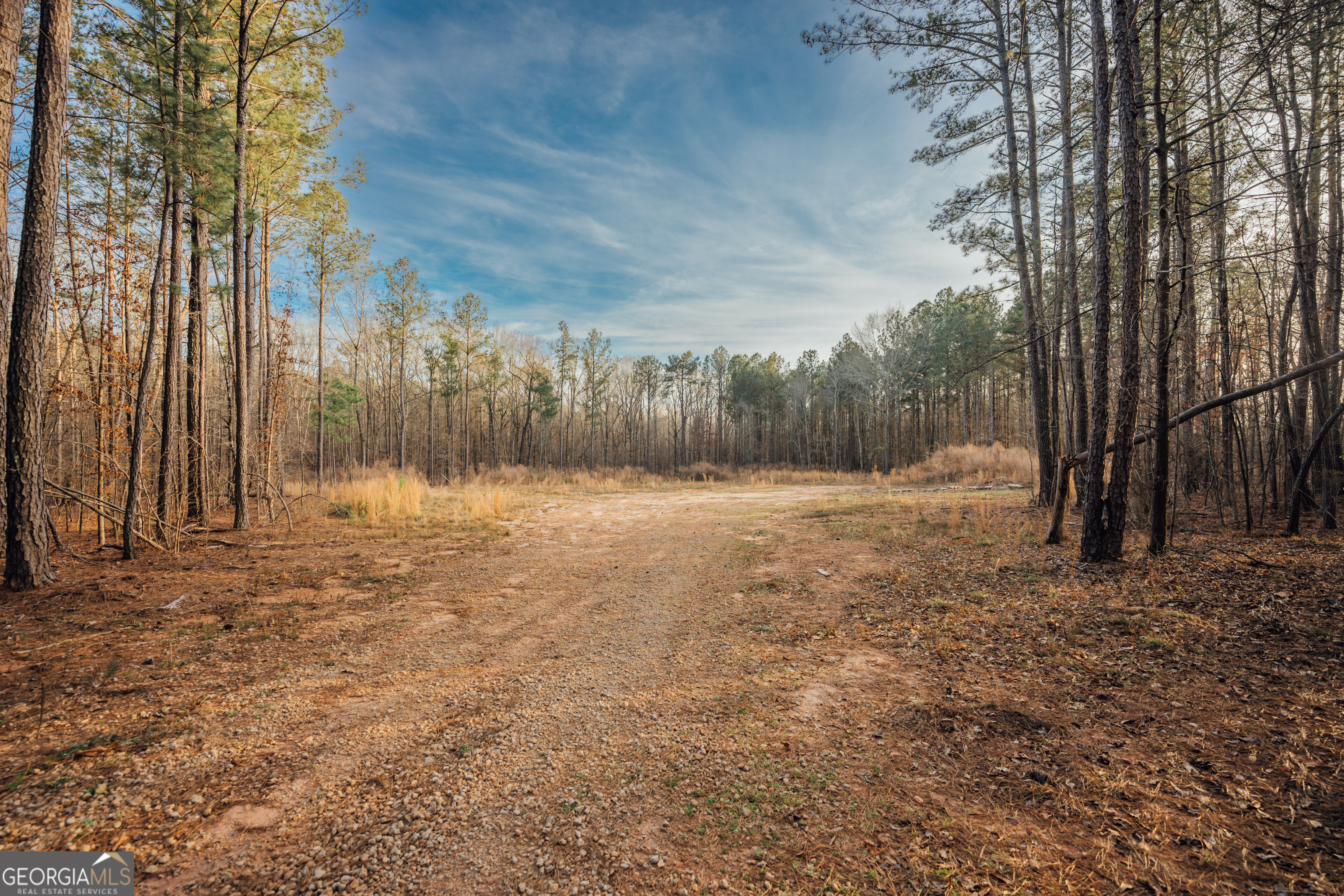 a view of a yard with trees