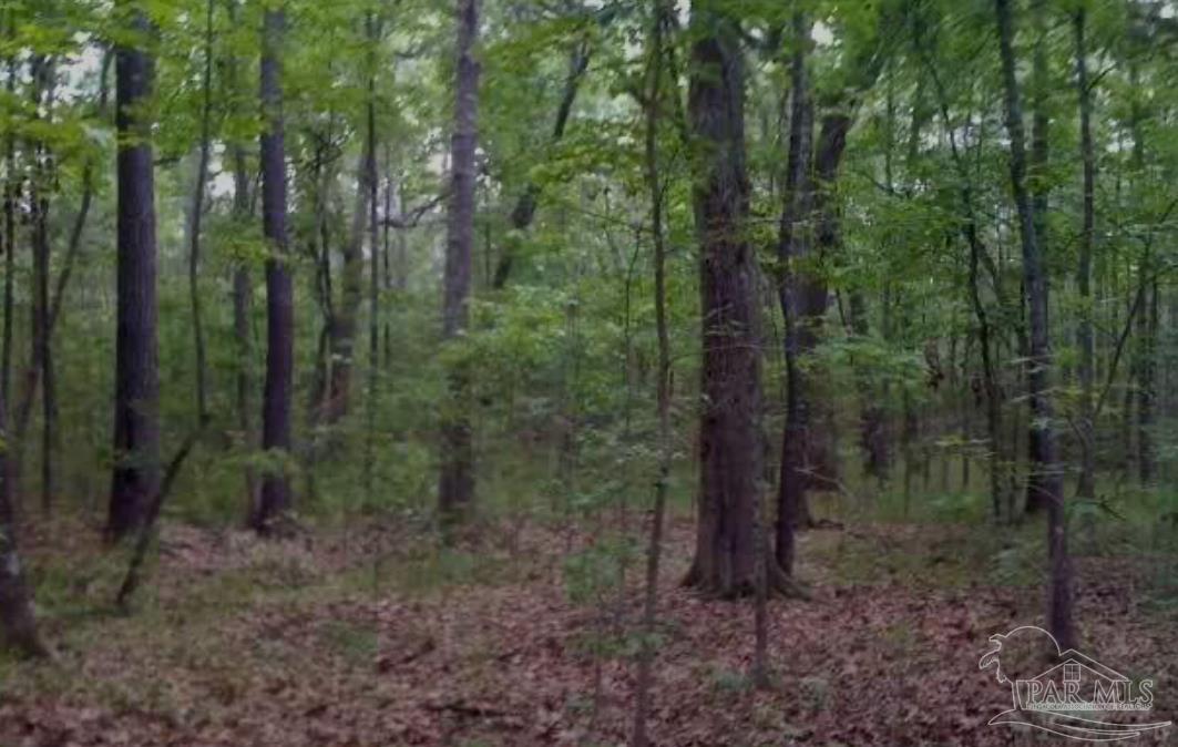 a view of a forest with trees