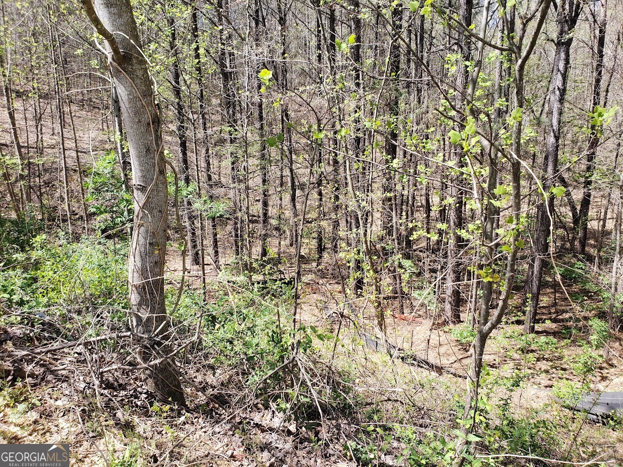 a view of a yard with large trees