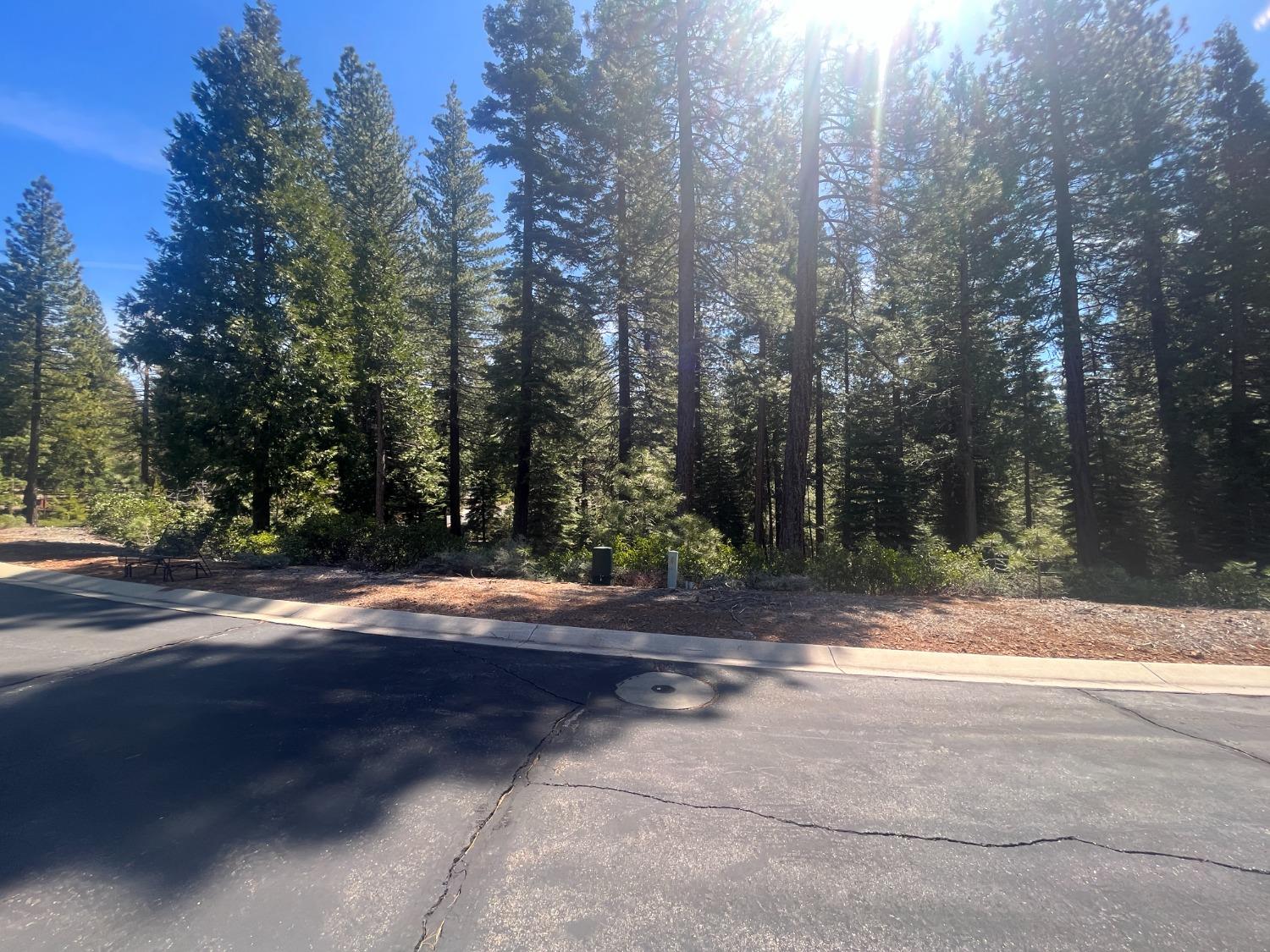 a view of a yard with large trees