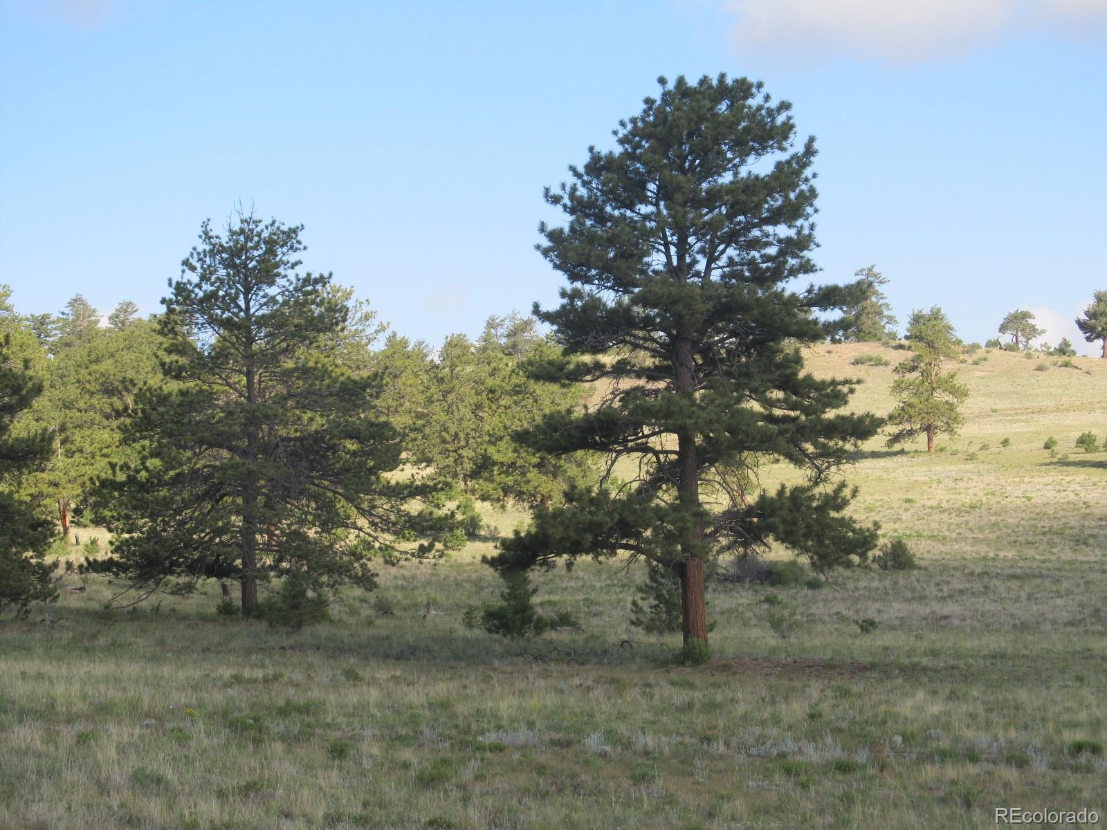 a view of a tree in a yard