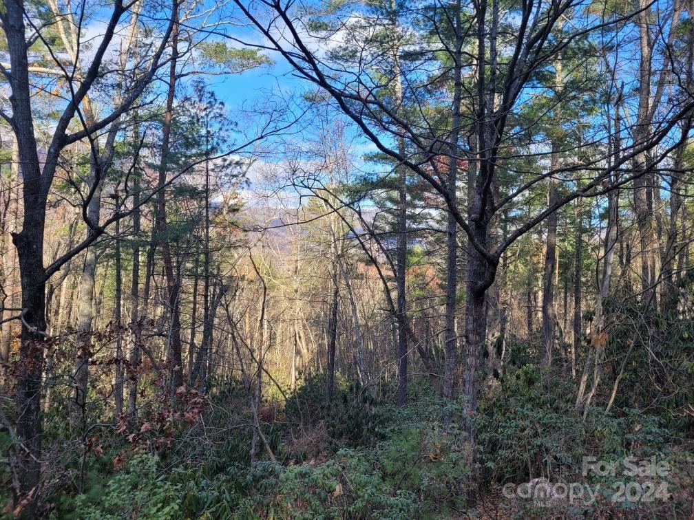 a view of forest