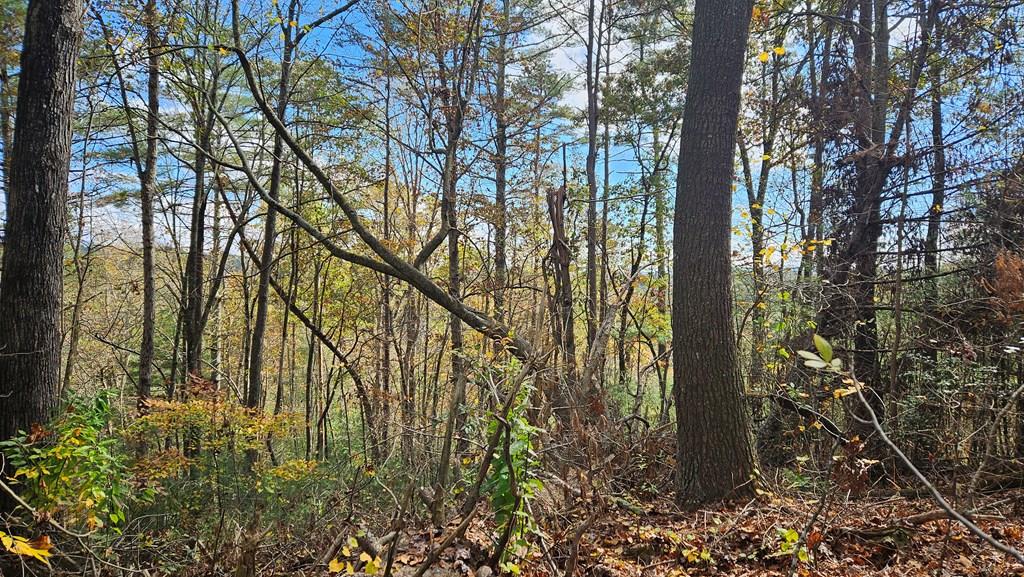 a view of forest