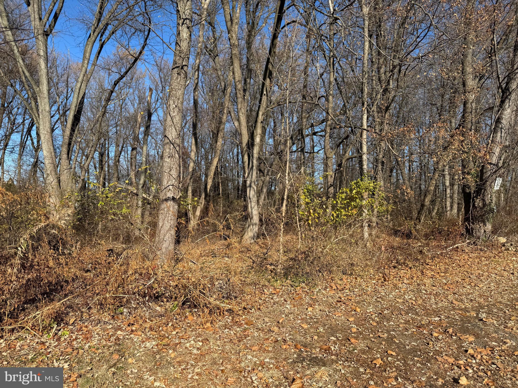 a view of a yard with trees