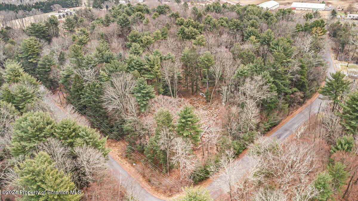 a view of a forest with a tree