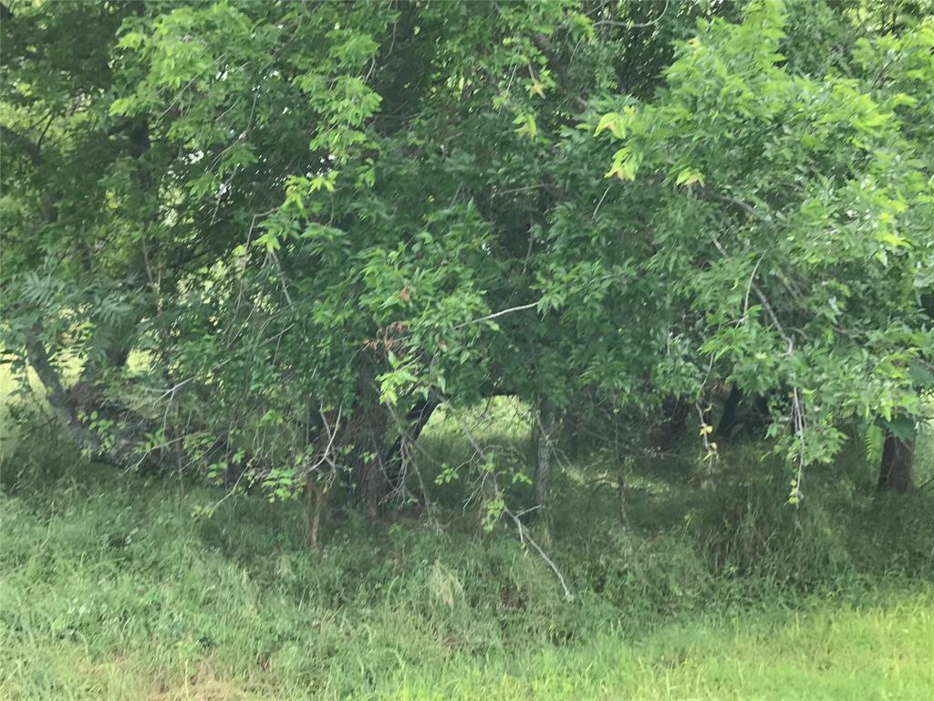 a view of a lush green forest