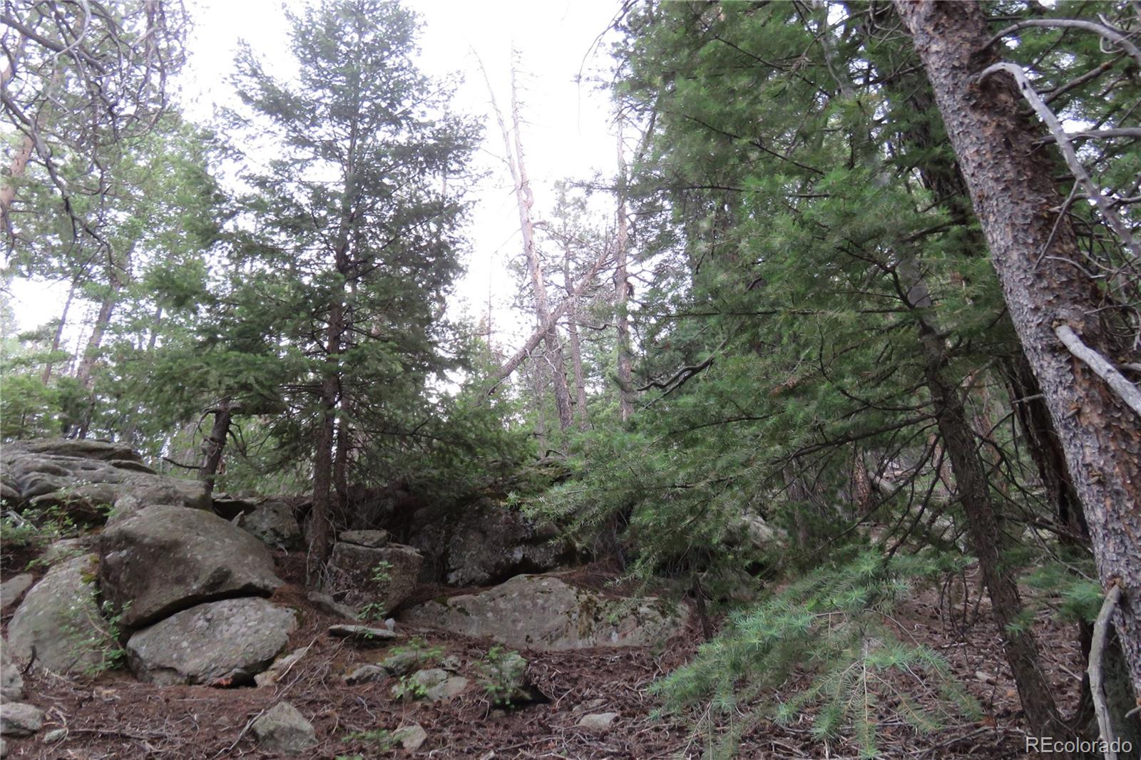 a view of a forest filled with trees