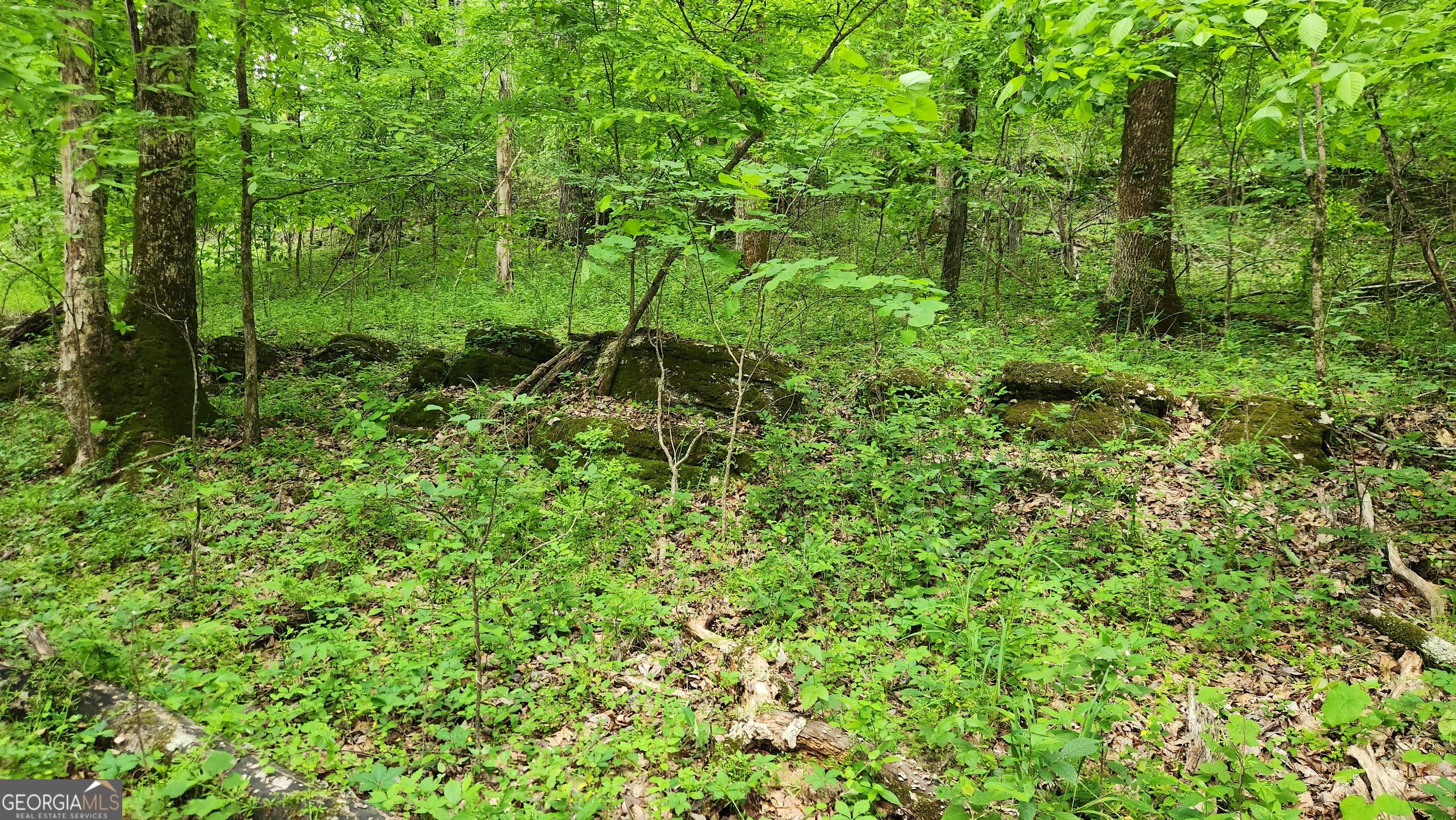 a view of a lush green forest with trees