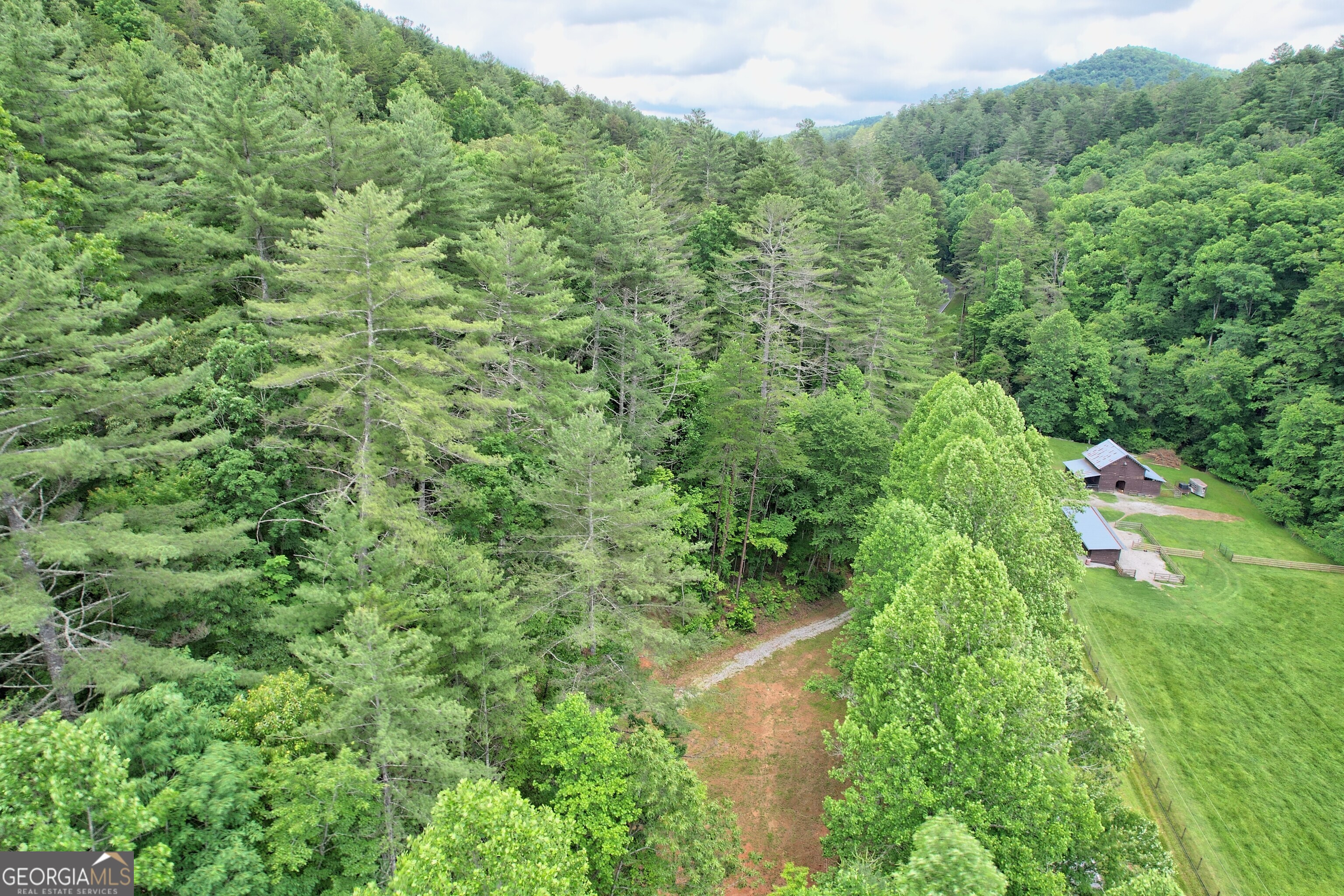 a view of a lush green forest