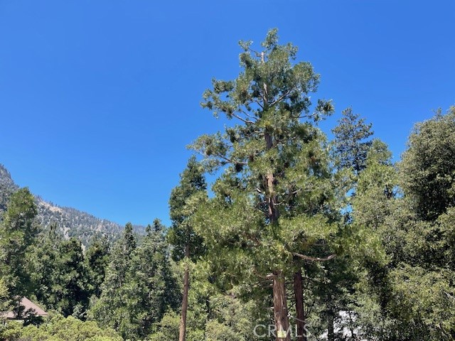 a view of a plant with a tree in the background