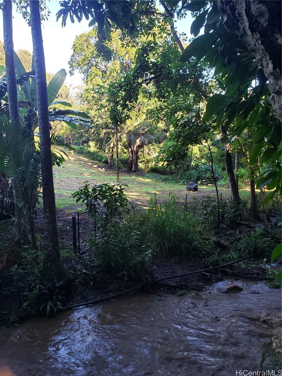 a view of a yard with plants and large trees