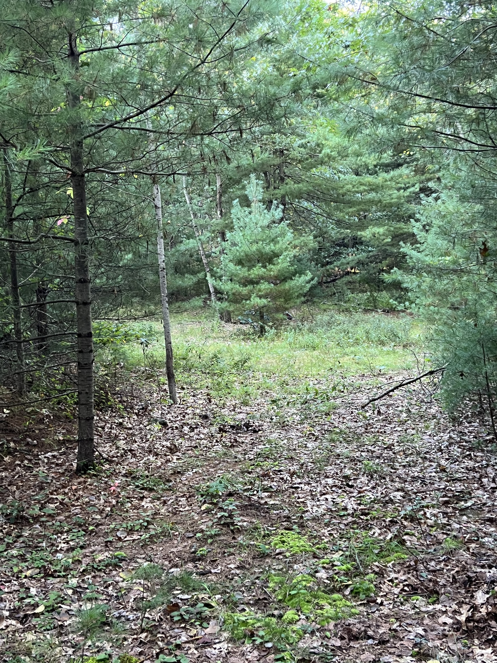 a view of a yard with a tree