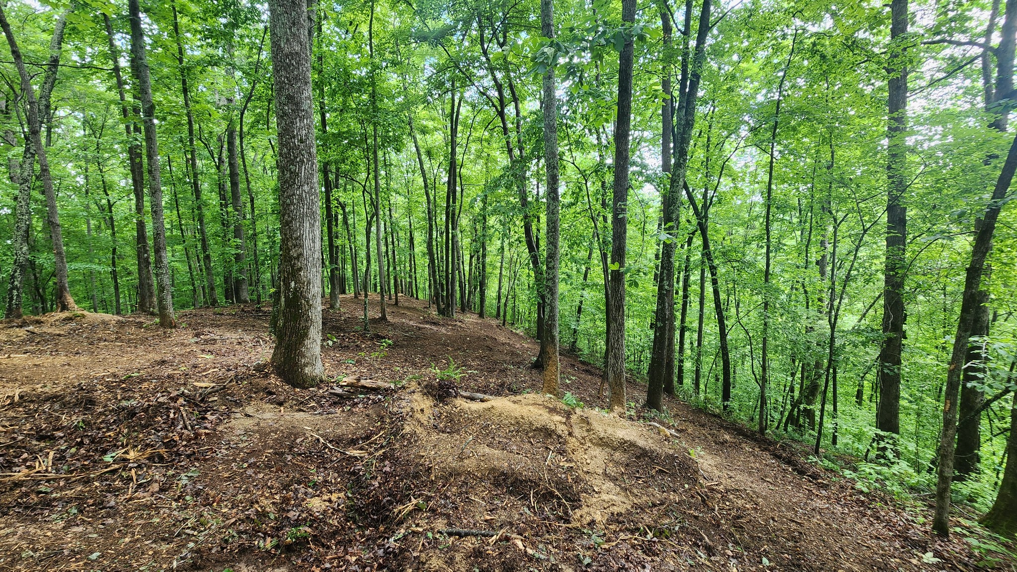 a view of a forest with trees in the background