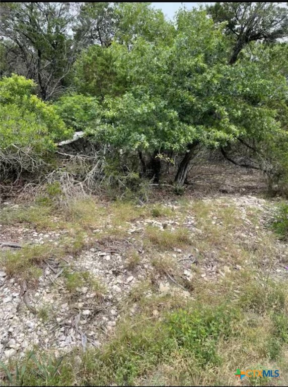 a view of a forest with plants and large trees