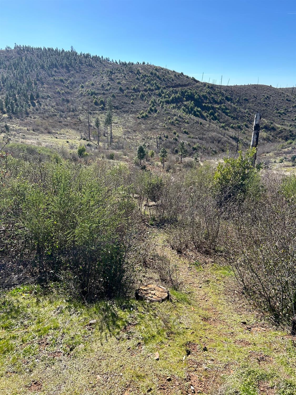 a view of a bunch of trees and bushes