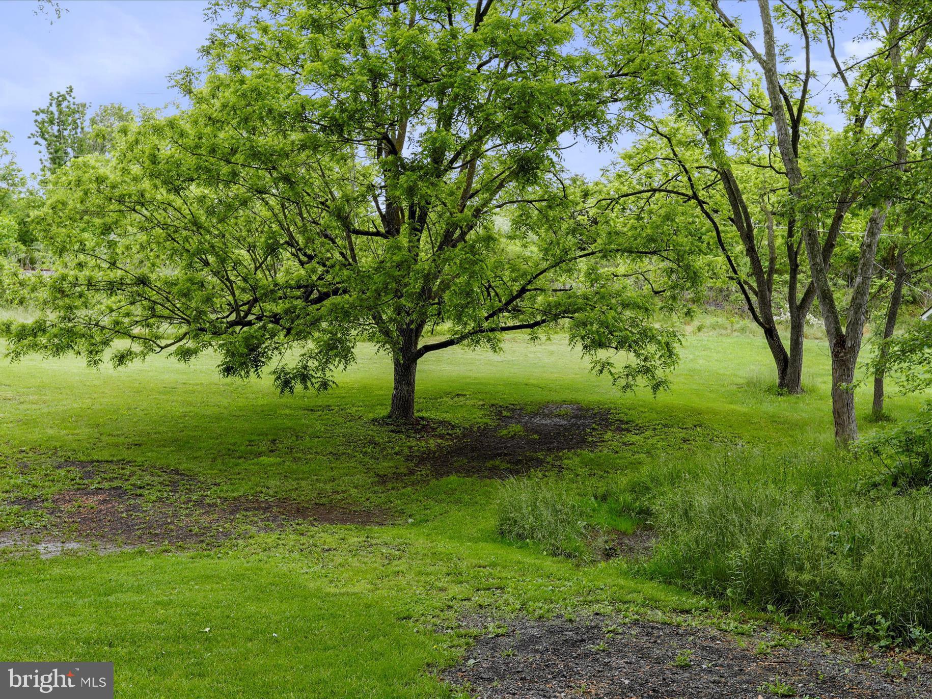 a view of a trees with a yard