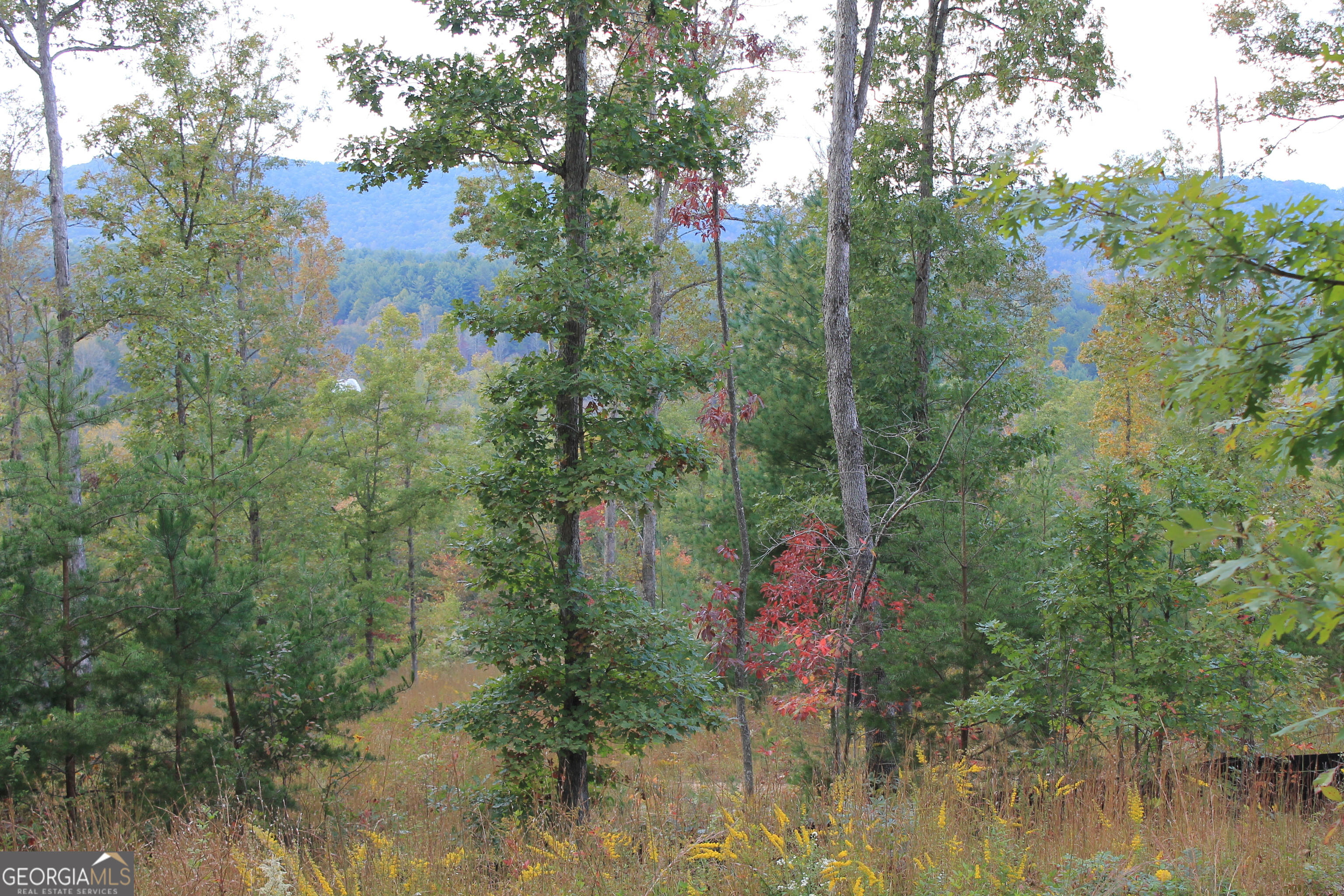 a view of a forest with a lake