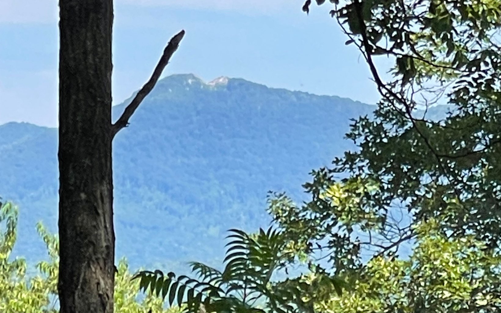 a view of a house with a tree