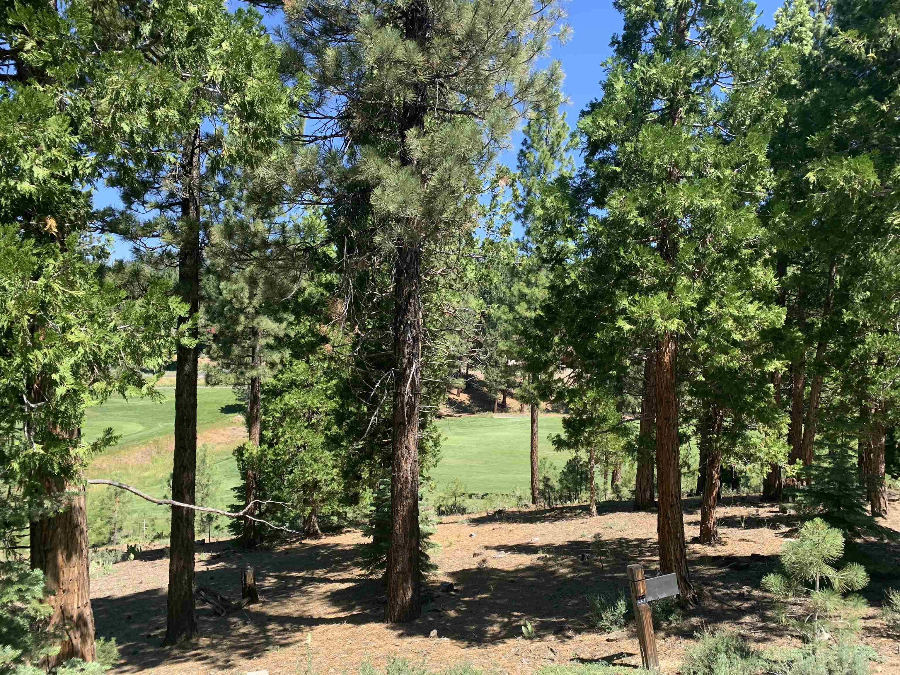 a view of a yard with plants and trees